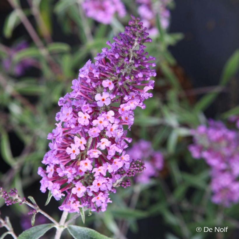 Buddleja davidii Sophie (Floración)