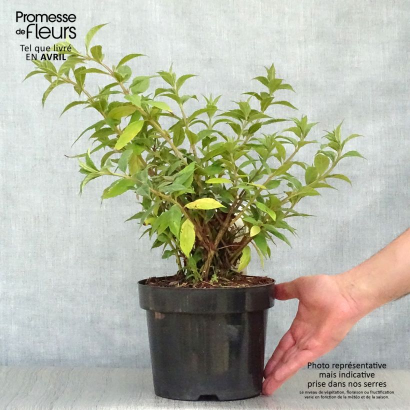 Buddleja davidii Sugar Plum Maceta 3L/4L Ejemplar entregado en la primavera