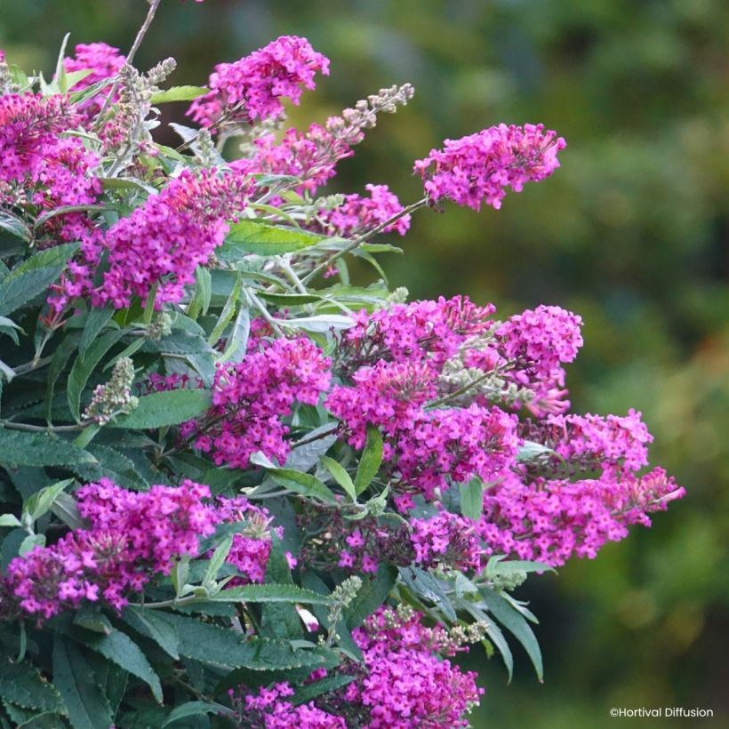 Buddleja davidii Tiny Buddy Hot Pink - Arbusto de las mariposas (Floración)