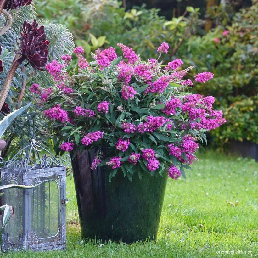 Buddleja davidii Tiny Buddy Hot Pink - Arbusto de las mariposas (Porte)