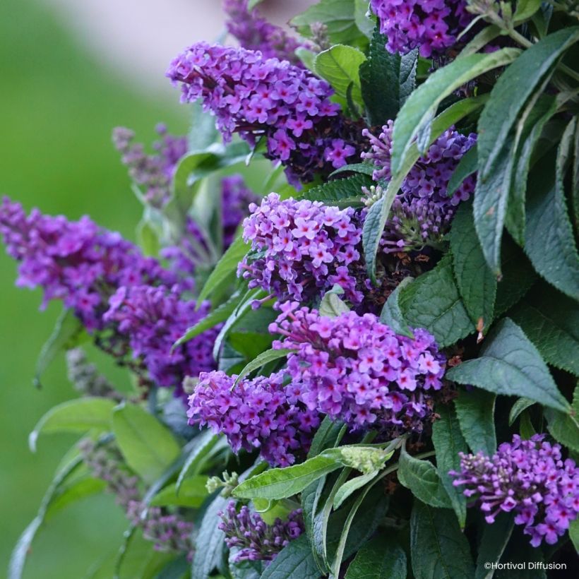 Buddleja davidii Tiny Buddy Violet - Arbusto de las mariposas (Floración)