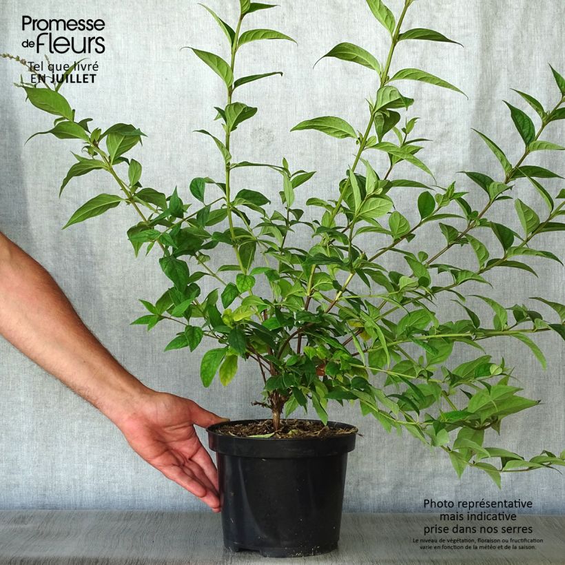 Ejemplar de Buddleja lindleyana Maceta 4L/5L entregado en verano