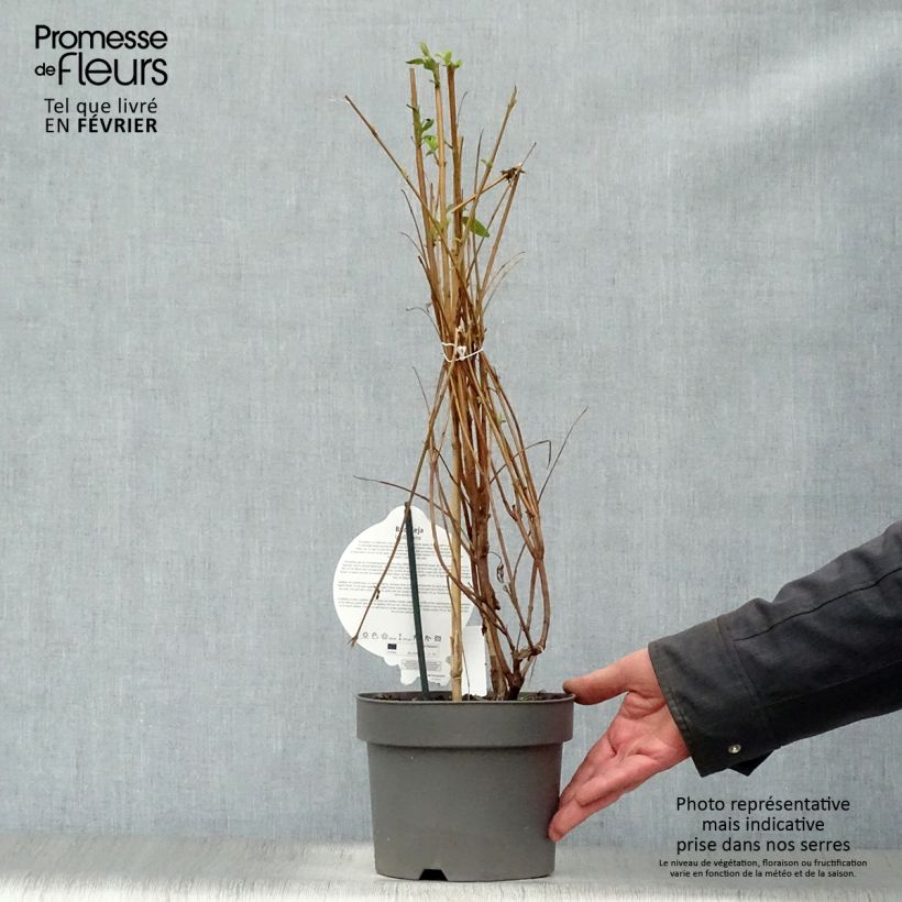 Buddleja lindleyana Maceta 4L/5L Ejemplar entregado en invierno