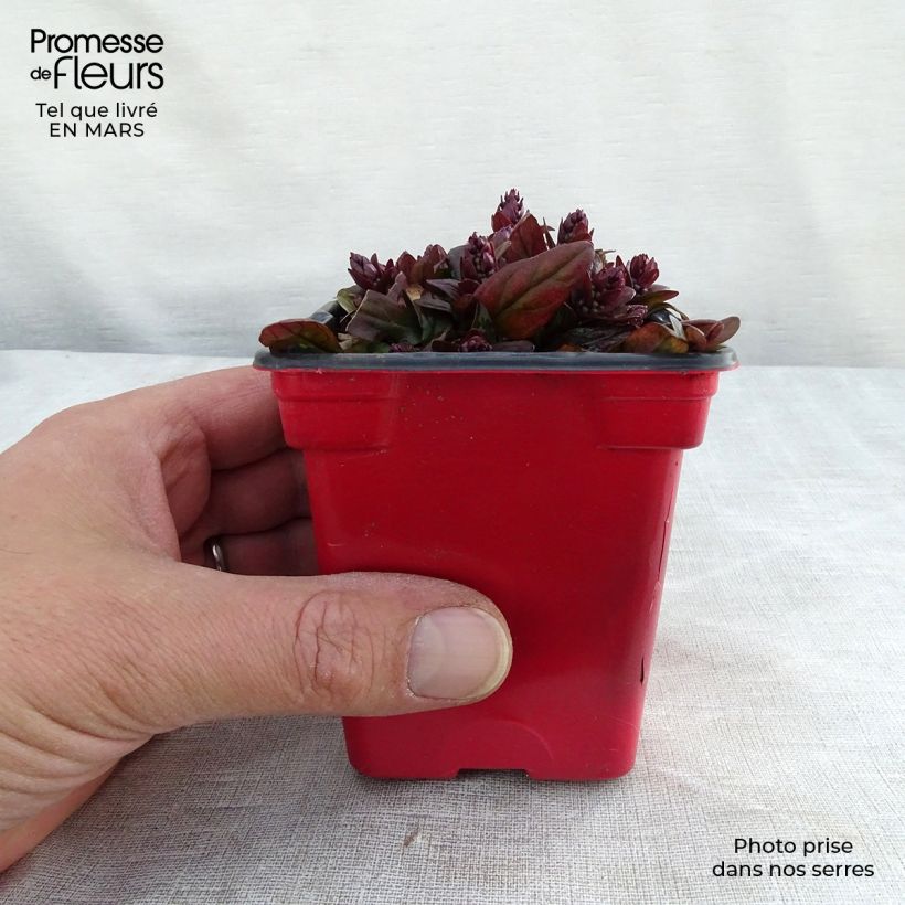 Ajuga reptans Atropurpurea Maceta de 7/8 cm Ejemplar entregado en invierno