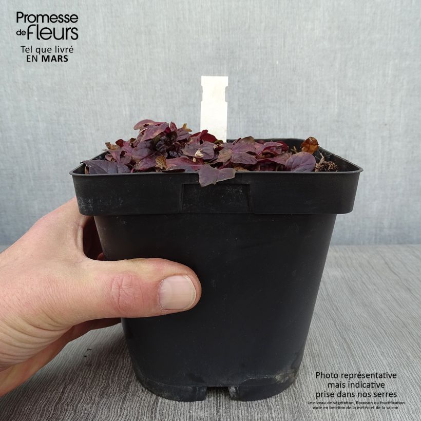 Ajuga reptans Atropurpurea Maceta 2L/3L Ejemplar entregado en invierno