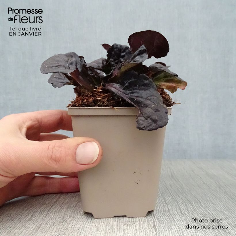 Ajuga reptans Black Scallop Maceta de 8/9 cm Ejemplar entregado en invierno