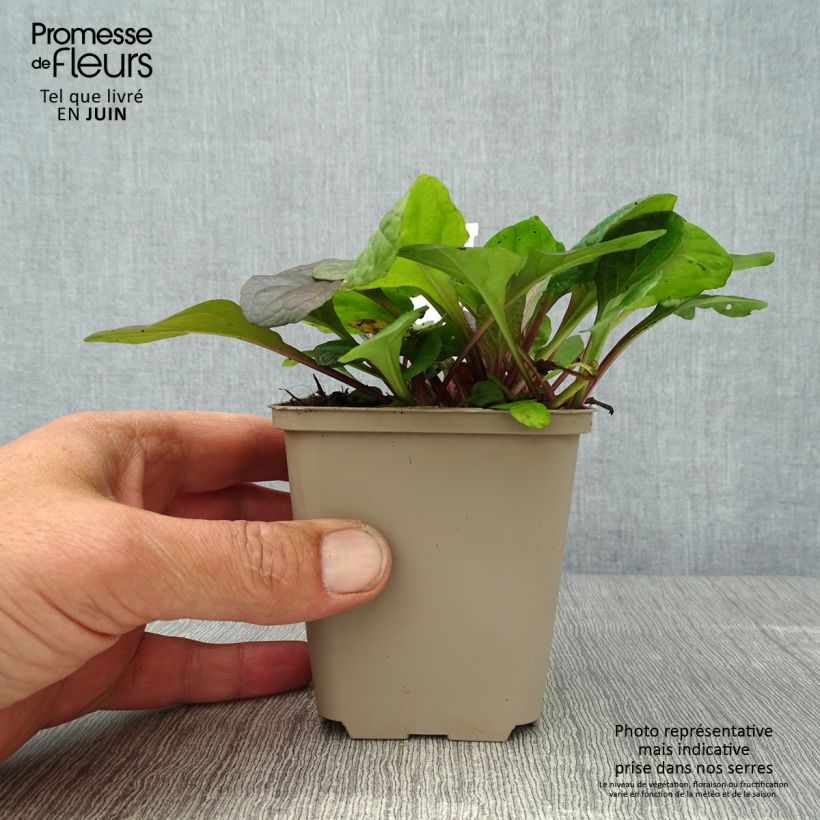 Ejemplar de Ajuga reptans Braunherz Maceta de 8/9 cm entregado en verano