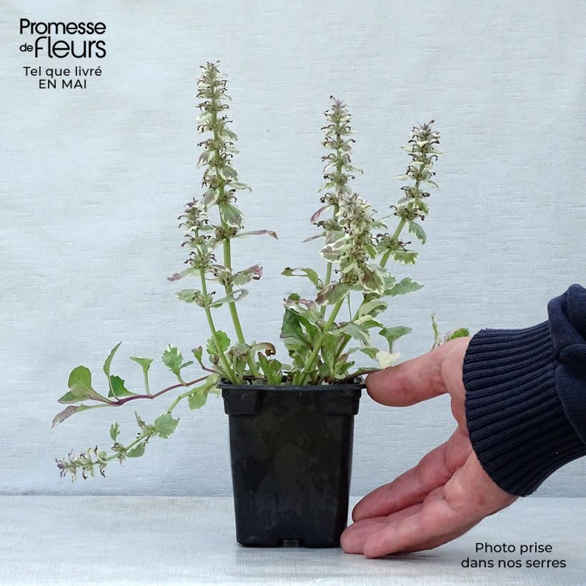 Ajuga reptans Burgundy Glow Maceta de 7/8 cm Ejemplar entregado en la primavera