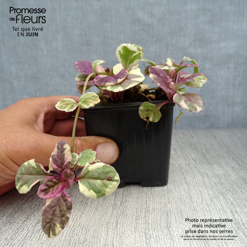 Ejemplar de Ajuga reptans Burgundy Glow Maceta de 7/8 cm entregado en verano