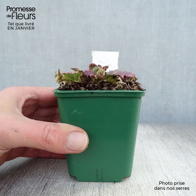 Ajuga reptans Burgundy Glow Maceta de 7/8 cm Ejemplar entregado en invierno