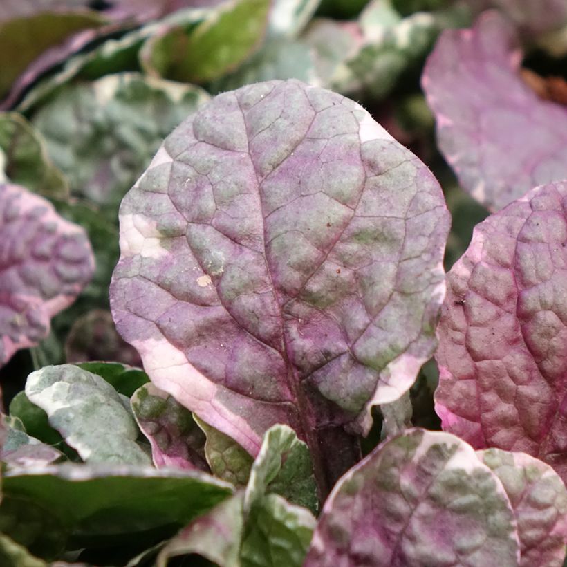 Ajuga reptans Burgundy Glow (Follaje)