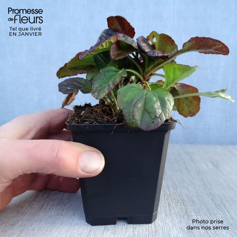 Ajuga reptans Catlin's Giant Maceta de 8/9 cm Ejemplar entregado en invierno