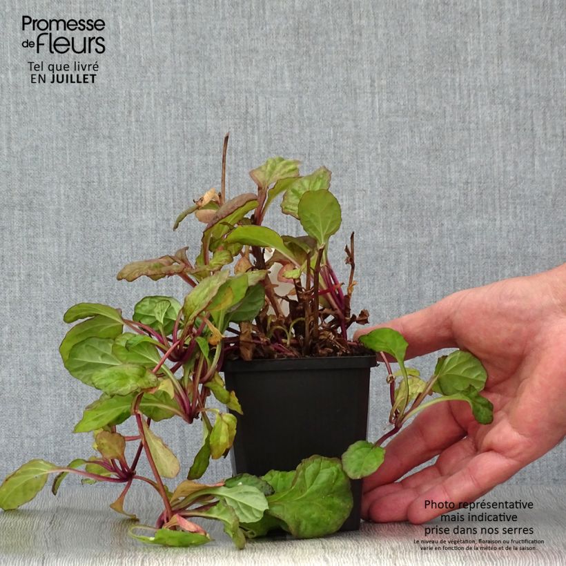 Ejemplar de Ajuga reptans Catlin's Giant Maceta de 8/9 cm entregado en verano
