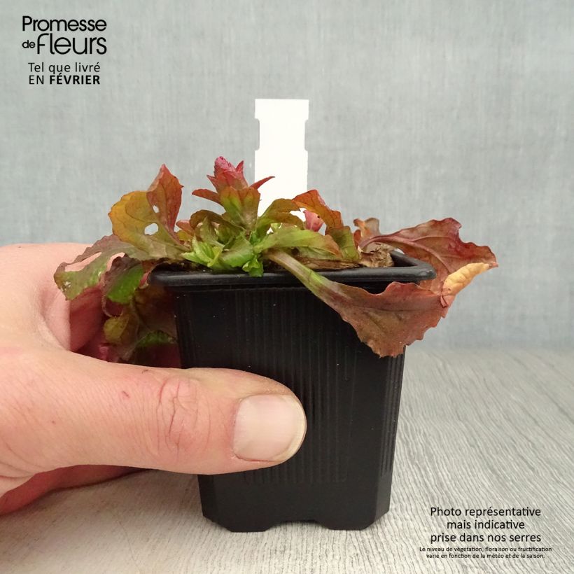 Ajuga reptans Gold Chang Maceta de 8/9 cm Ejemplar entregado en invierno