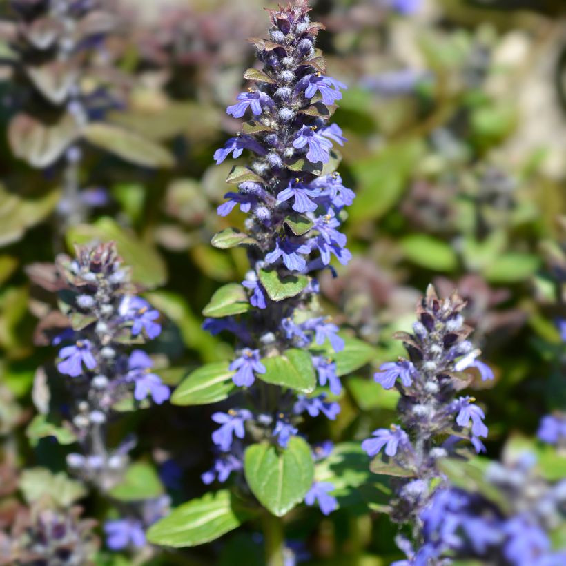 Ajuga reptans Multicolor (Floración)