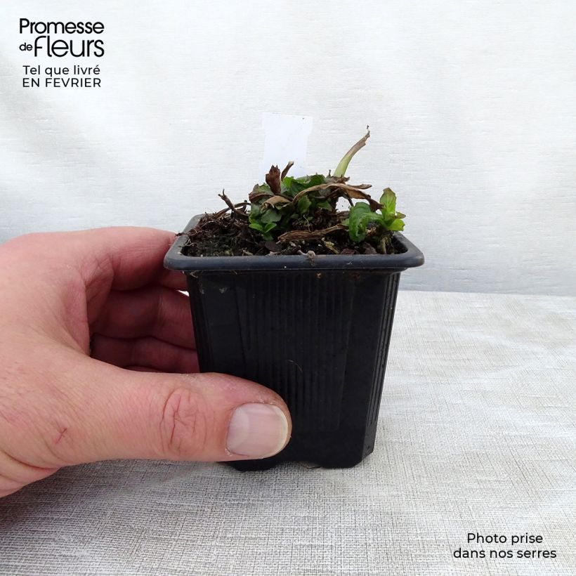 Ajuga reptans Rosea Maceta de 8/9 cm Ejemplar entregado en invierno