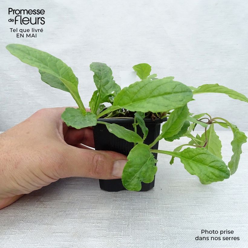 Ajuga reptans Rosea Maceta de 8/9 cm Ejemplar entregado en la primavera