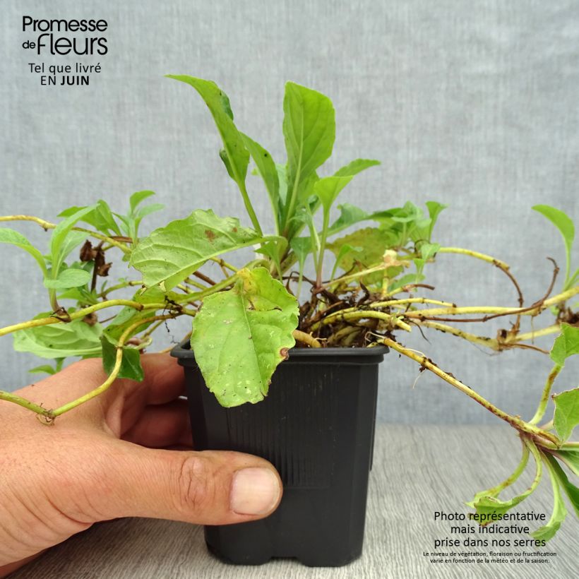 Ejemplar de Ajuga reptans Rosea Maceta de 8/9 cm entregado en verano