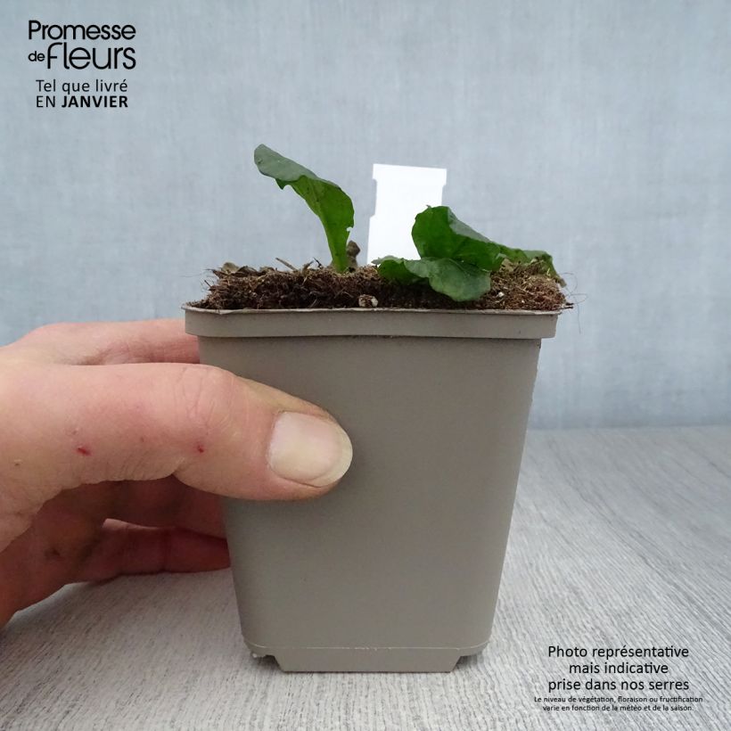 Ajuga reptans Sanne Maceta de 8/9 cm Ejemplar entregado en invierno