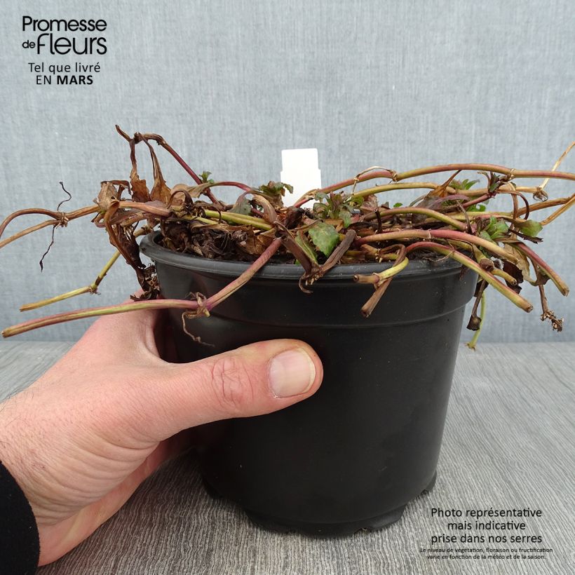 Ajuga reptans - Consuelda media Maceta 2L/3L Ejemplar entregado en invierno