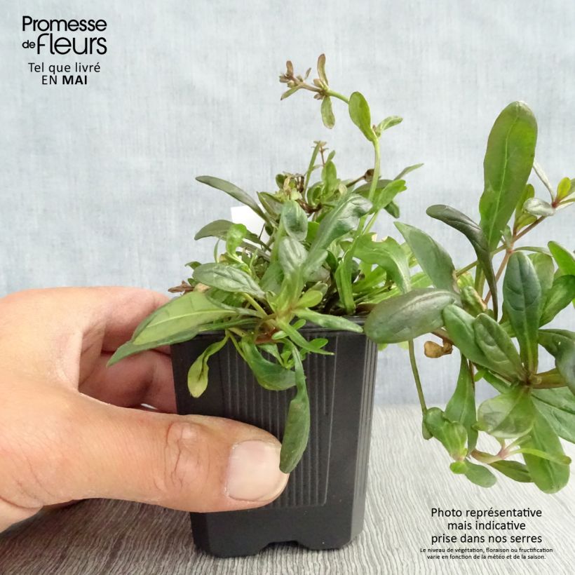 Ajuga Chocolate Chip - Búgula Maceta de 8/9 cm Ejemplar entregado en la primavera