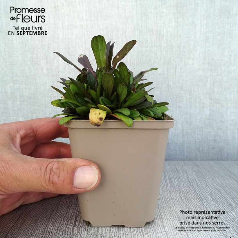 Ejemplar de Ajuga Dixie Chip - Búgula Maceta de 8/9 cm entregado en otoño