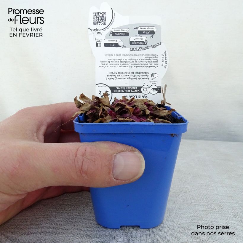 Ajuga Princess Nadia - Búgula Maceta de 8/9 cm Ejemplar entregado en invierno