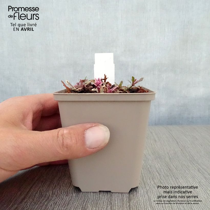 Ajuga Princess Nadia - Búgula Maceta de 8/9 cm Ejemplar entregado en la primavera