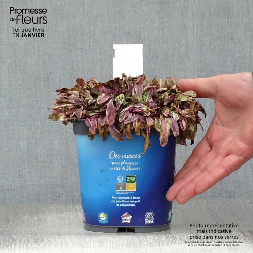 Ajuga Princess Nadia - Búgula Maceta 1,5L/2L Ejemplar entregado en invierno