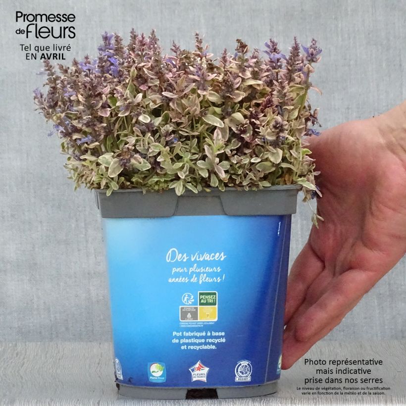 Ajuga Princess Nadia - Búgula Maceta 1,5L/2L Ejemplar entregado en la primavera