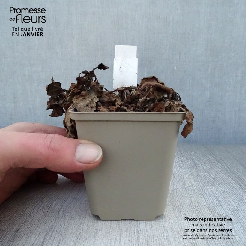 Ajuga reptans Variegata Maceta de 8/9 cm Ejemplar entregado en invierno