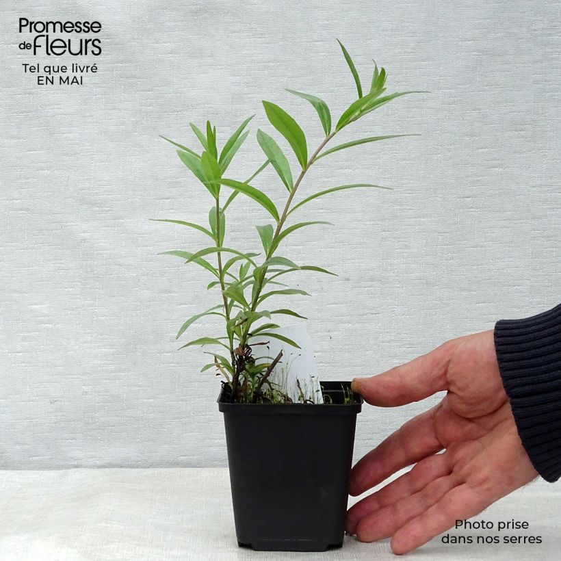 Buglossoides purpurocaerulea - Aljófar derramada Maceta de 8/9 cm Ejemplar entregado en la primavera