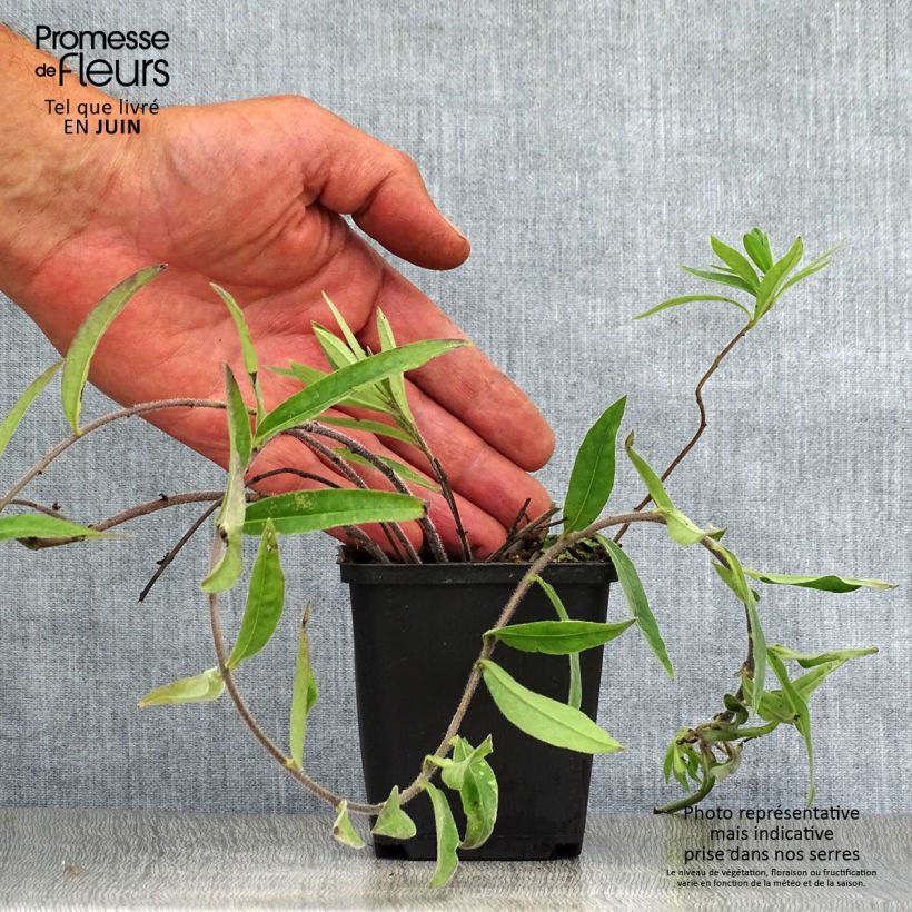 Ejemplar de Buglossoides purpurocaerulea - Aljófar derramada Maceta de 8/9 cm entregado en verano