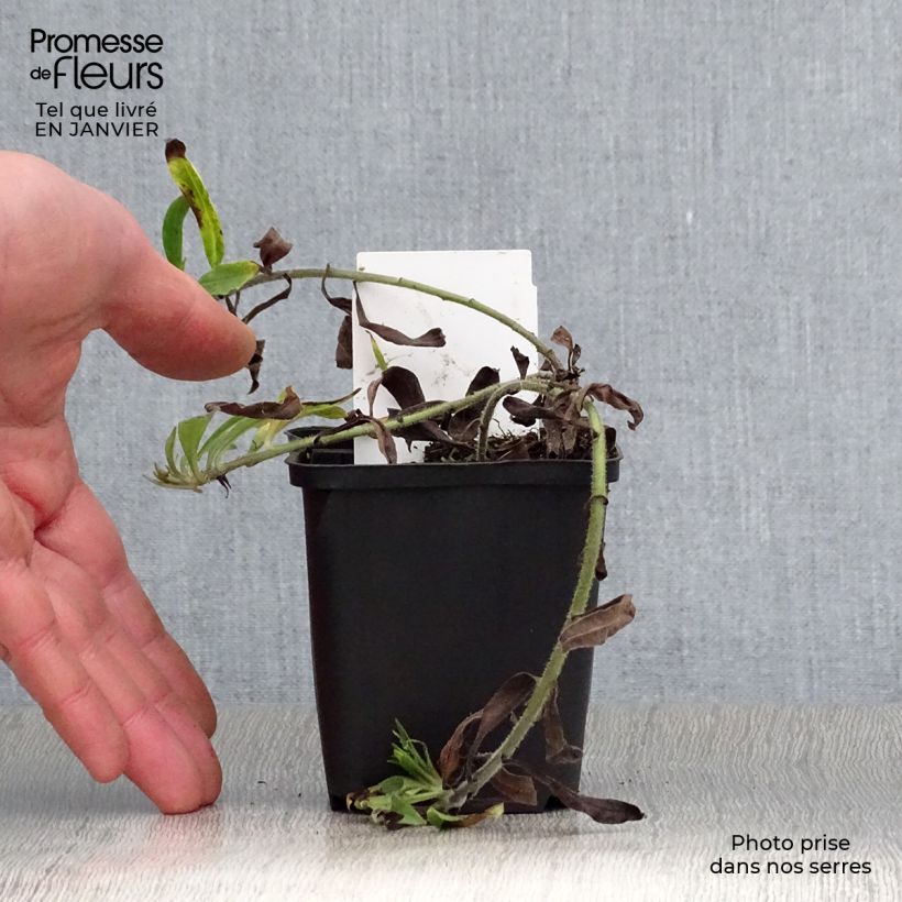 Buglossoides purpurocaerulea - Aljófar derramada Maceta de 8/9 cm Ejemplar entregado en invierno