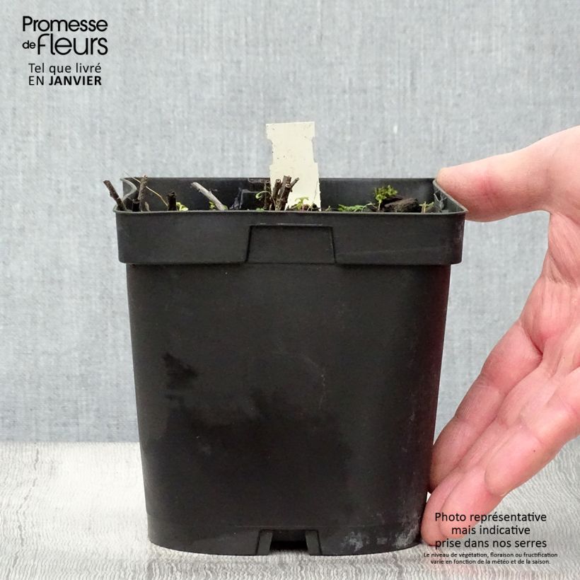 Buglossoides purpurocaerulea - Aljófar derramada Maceta 2L/3L Ejemplar entregado en invierno