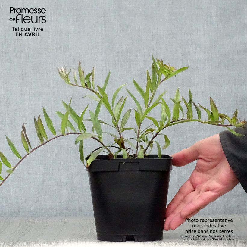 Buglossoides purpurocaerulea - Aljófar derramada Maceta 2L/3L Ejemplar entregado en la primavera