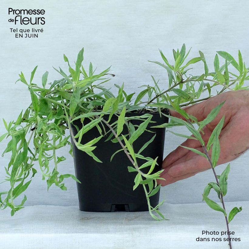 Ejemplar de Buglossoides purpurocaerulea - Aljófar derramada Maceta 2L/3L entregado en verano