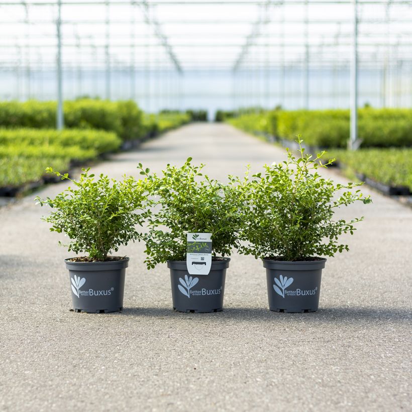 Buxus Betterbuxus Babylon Beauty - Boj (Porte)