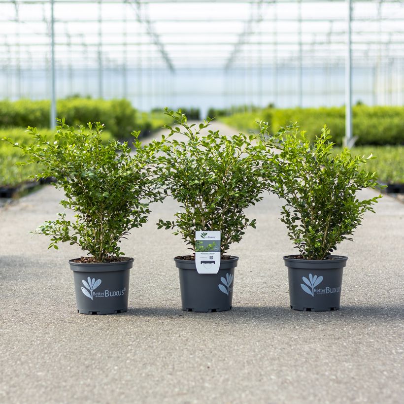 Buxus Betterbuxus Heritage - Boj (Porte)