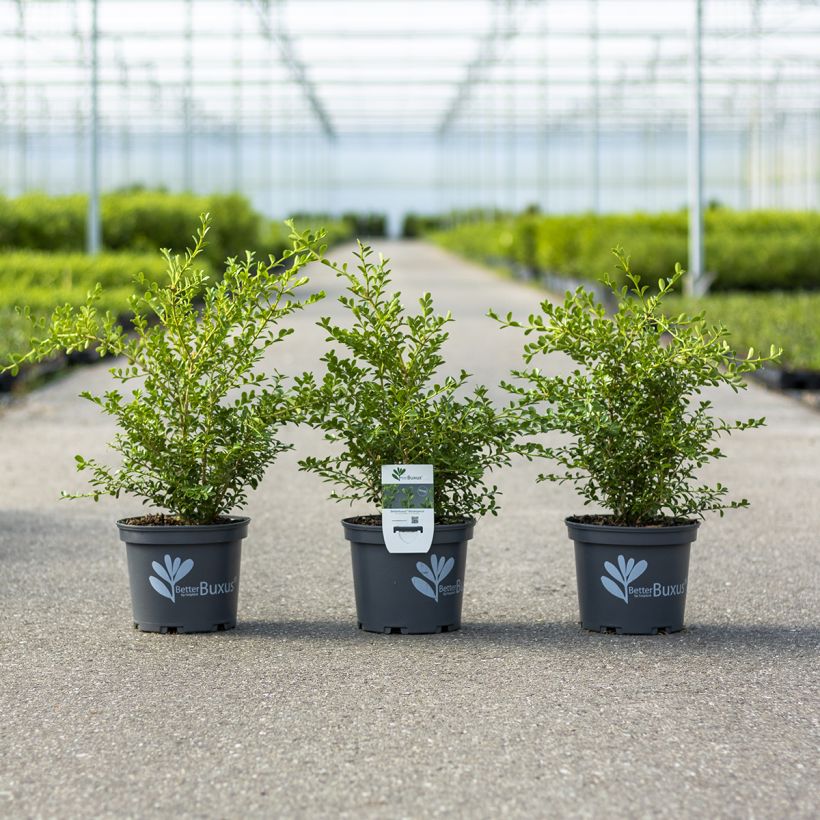 Buxus Betterbuxus Renaissance - Boj (Porte)