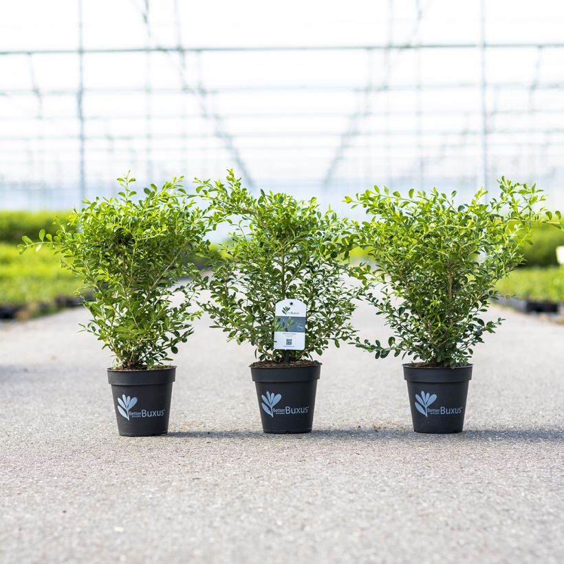 Buxus Betterbuxus Skylight - Boj (Porte)