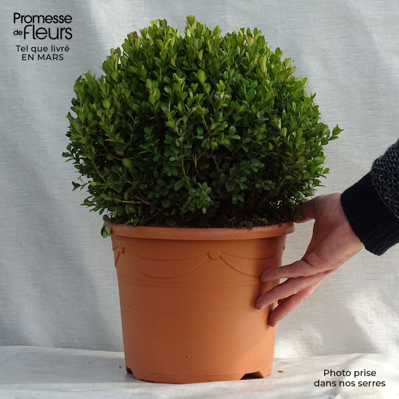 Boj japónico - Buxus microphylla Faulkner Maceta 7,5L/10L Ejemplar entregado en invierno