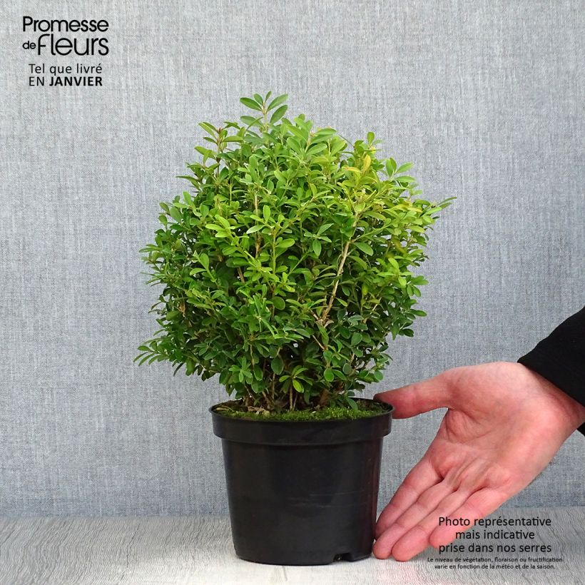 Boj japónico - Buxus microphylla Rococo Maceta 3L/4L Ejemplar entregado en invierno