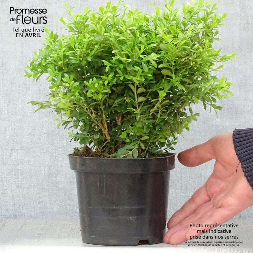 Boj japónico - Buxus microphylla Rococo Maceta 3L/4L Ejemplar entregado en la primavera