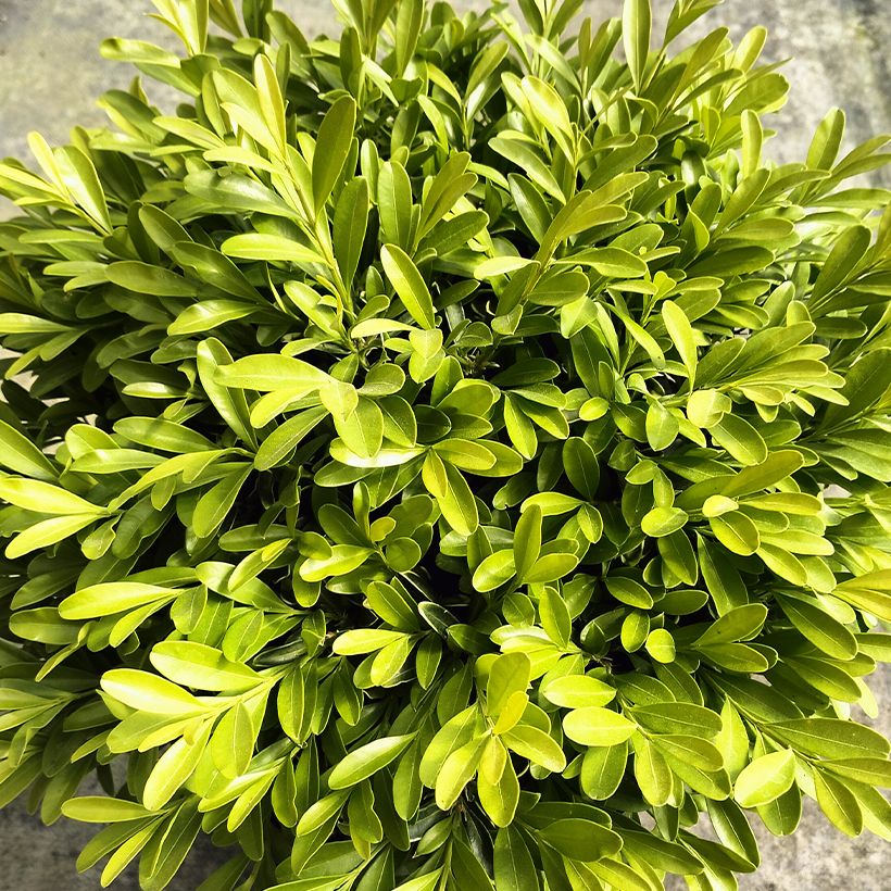 Buxus sinica var. insularis Mipo - Boj (Follaje)