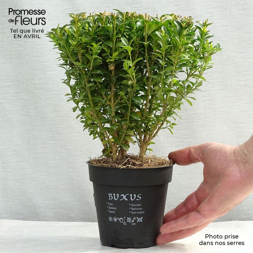 Boj enano - Buxus sempervirens Maceta de 12 cm / 13 cm Ejemplar entregado en la primavera