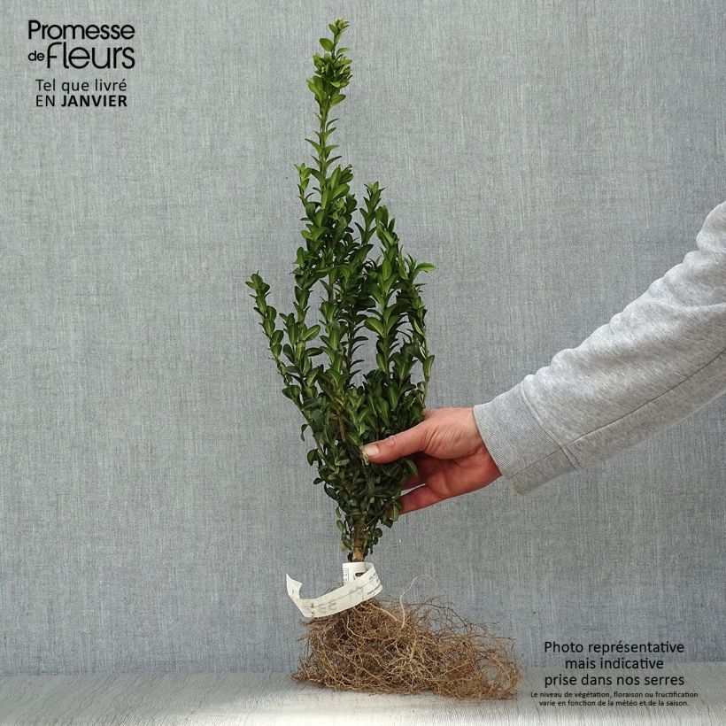Boj enano - Buxus sempervirens Raíces desnudas Ejemplar entregado en invierno