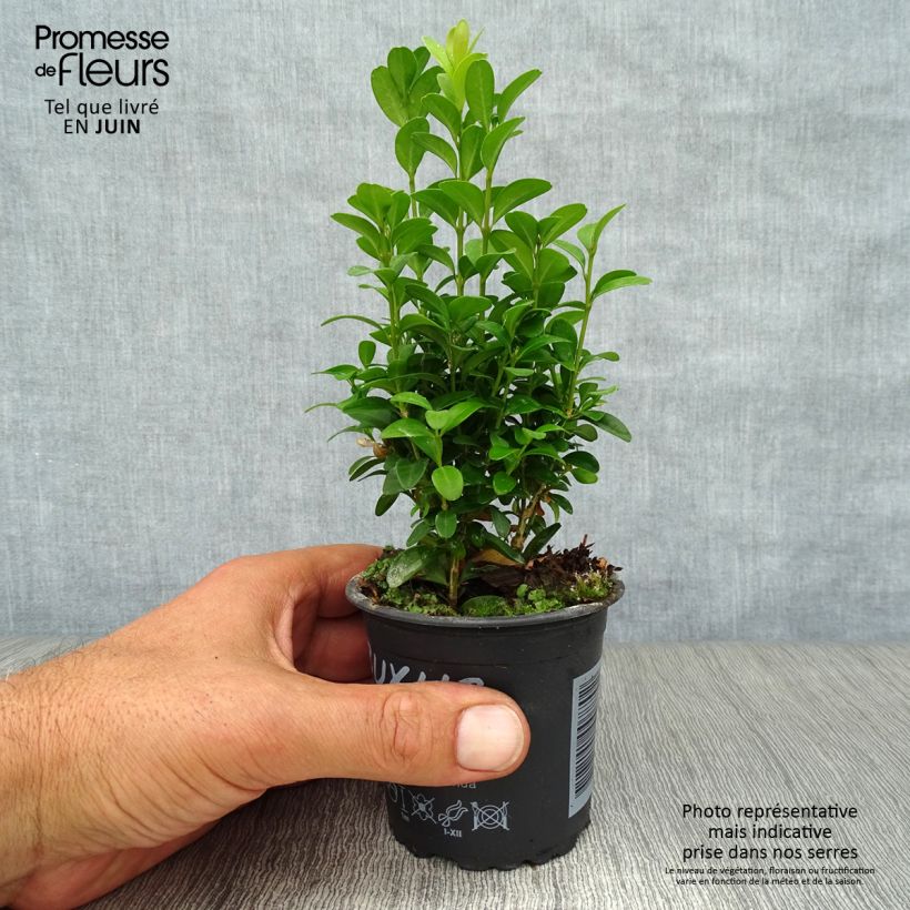 Ejemplar de Boj enano - Buxus sempervirens Maceta de 8/9 cm entregado en verano