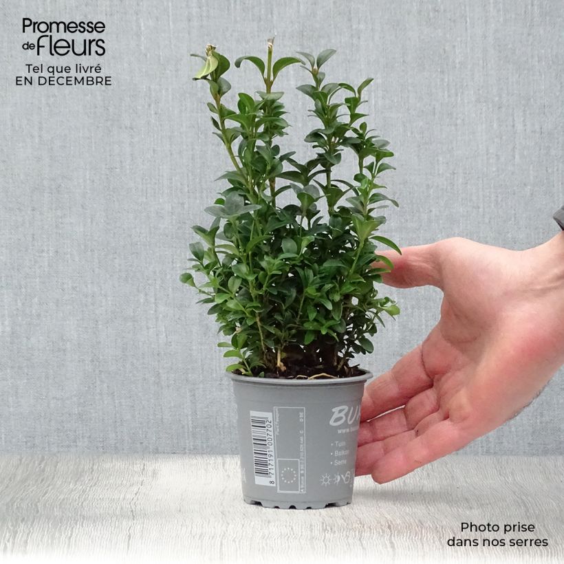 Boj enano - Buxus sempervirens Maceta de 8/9 cm Ejemplar entregado en invierno