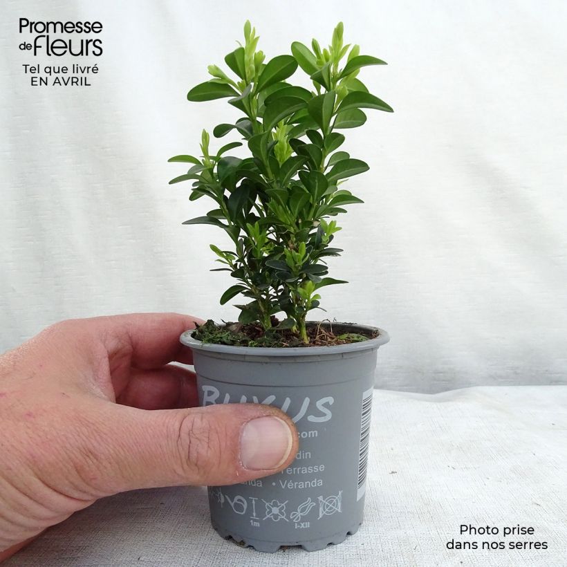 Boj enano - Buxus sempervirens Maceta de 8/9 cm Ejemplar entregado en la primavera